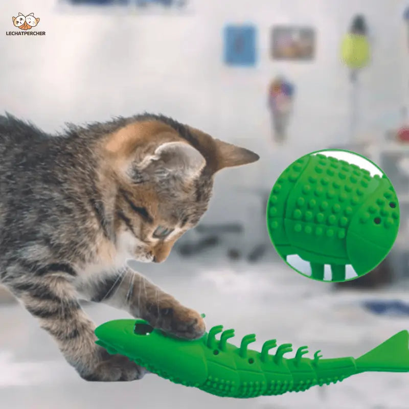 Chat s’amusant avec un jouet vert de la brosse à dents pour chats : À Brosse Dent Produit