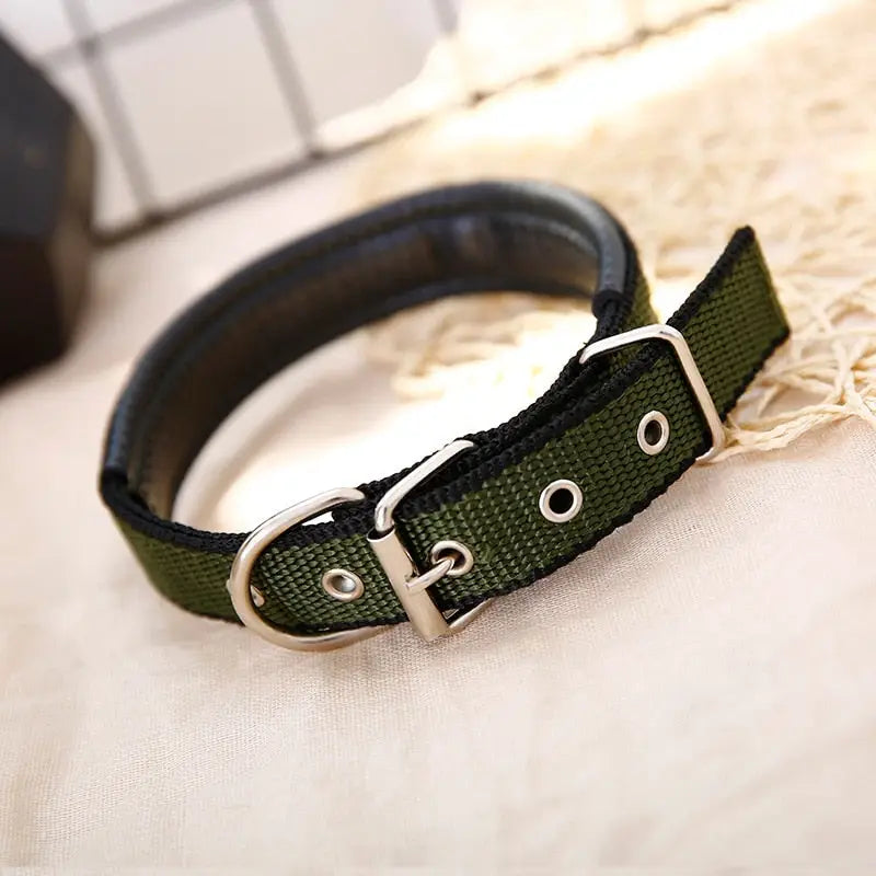 Collier pour Bulldog Anglais