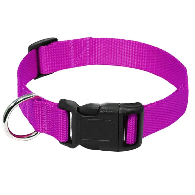 Collier pour Husky