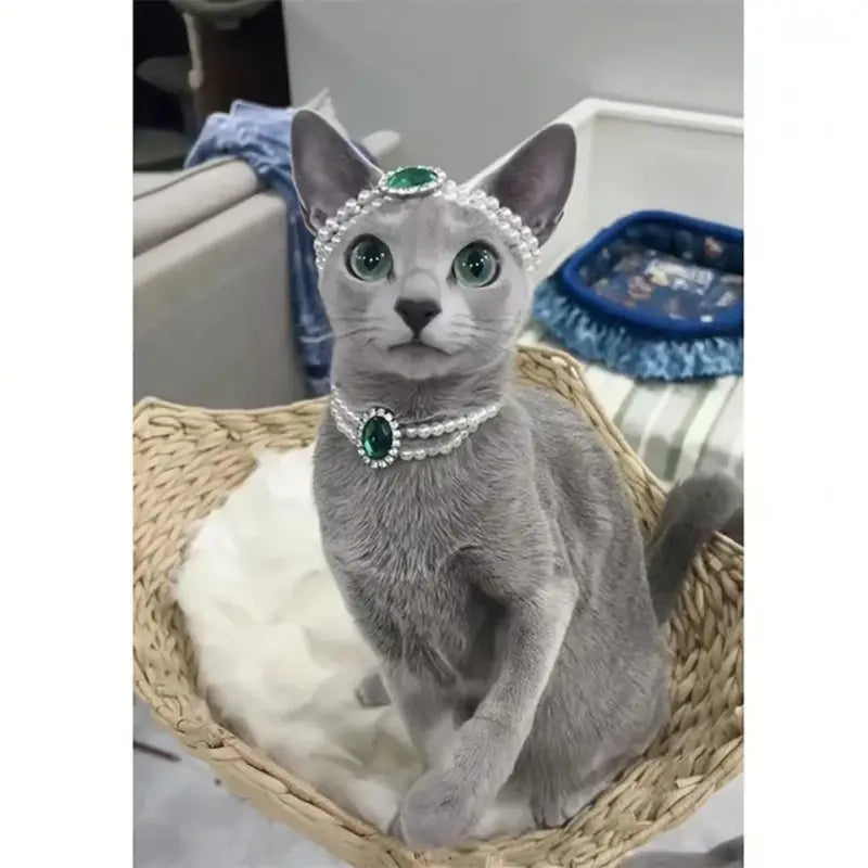 Gros plan d’un chat portant un diadème sur un lit avec un collier de luxe pour chat pour les occasions spéciales