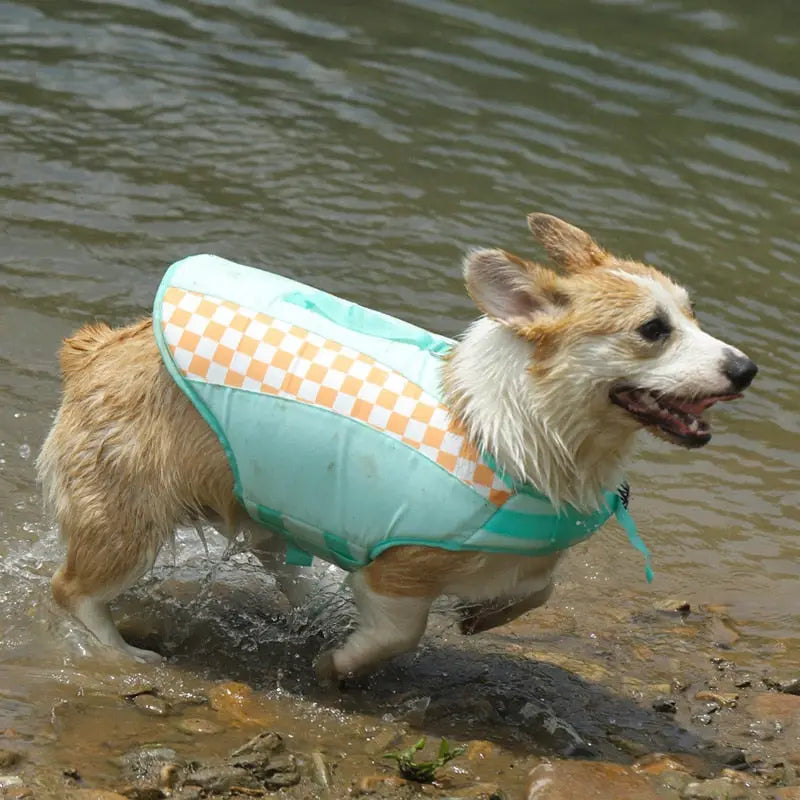 Chien profitant de l’eau dans un amusant gilet de sauvetage Shark pour chiens, montrant une flottabilité supérieure