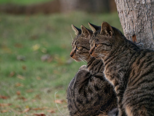 Pourquoi le chat mordille Analyse scientifique du comportement
