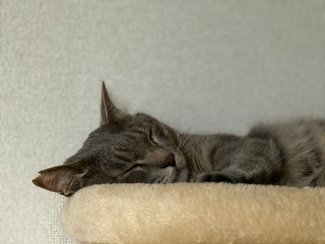 Pourquoi chat miaule Les raisons expliquées par la science