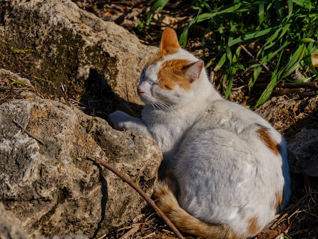 Bilimsel Yönleriyle Kedi Sahiplenme Rehberi
