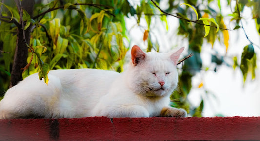 Pourquoi mon chat s arrache les poils Explication vétérinaire