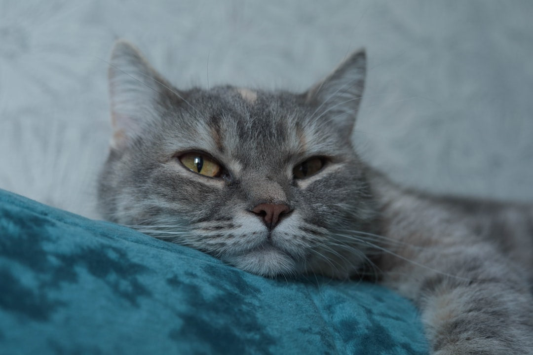 Pourquoi mon chat ne ronronne pas Explication scientifique
