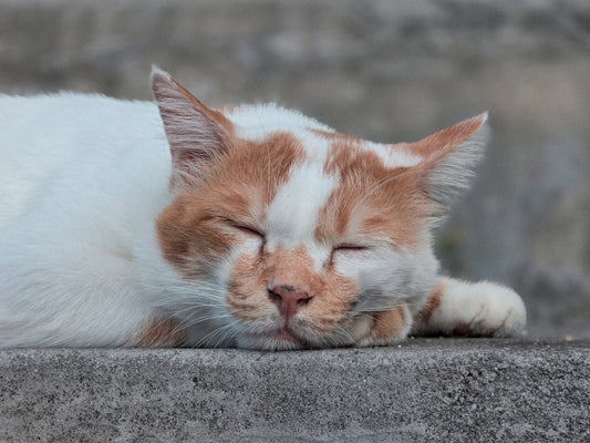 Pourquoi mon chat m attaque Explications scientifiques clés