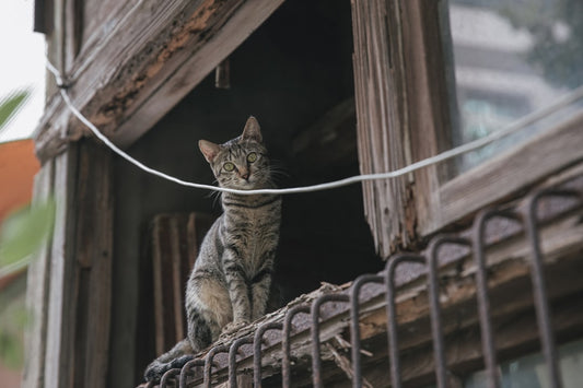 Pourquoi le chat patoune Explication scientifique surprenante