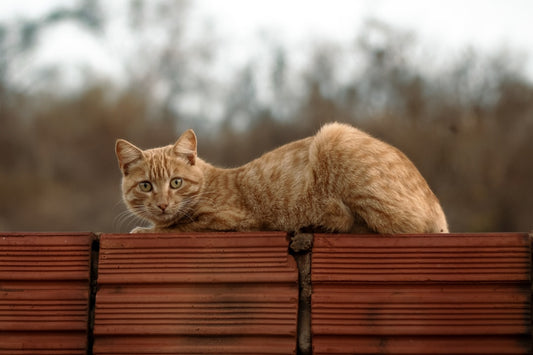 Pourquoi les chats ont peur des concombres selon la science