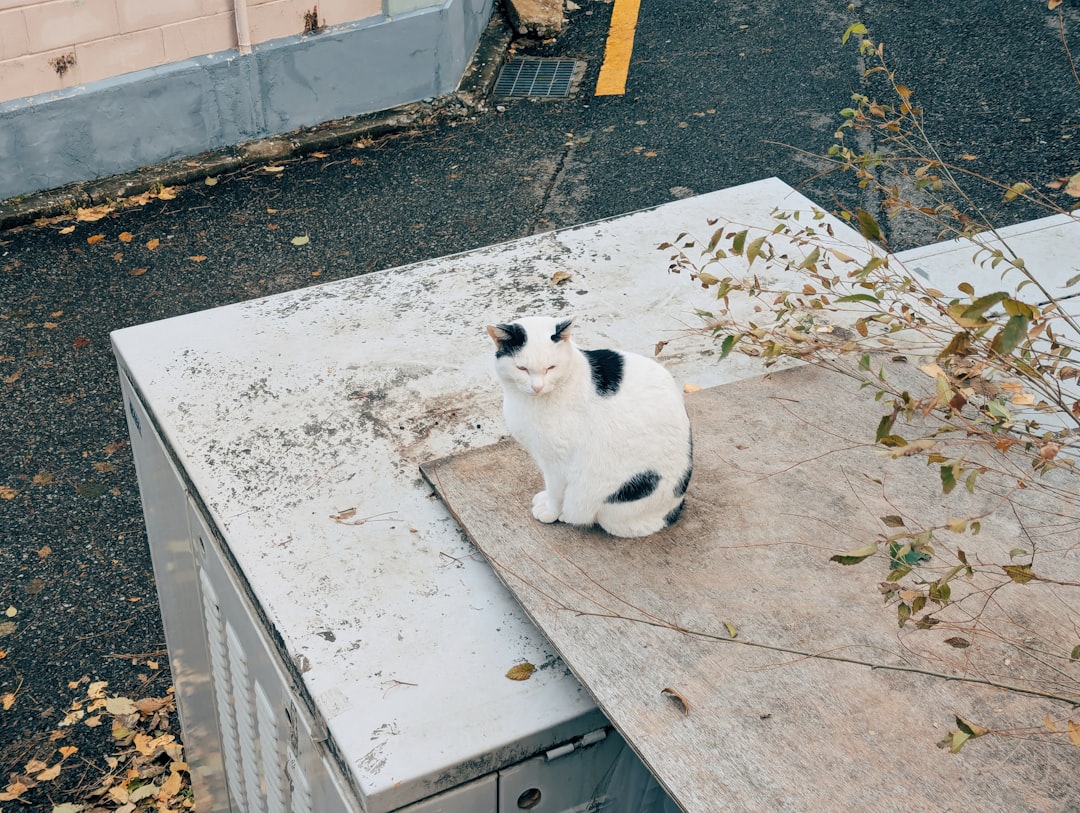 "Les raisons scientifiques pour lesquelles votre chat éternue"