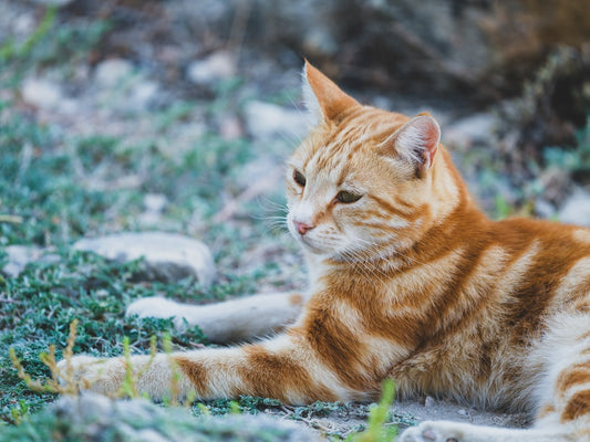 Pourquoi les chats vomissent Analyse scientifique complète