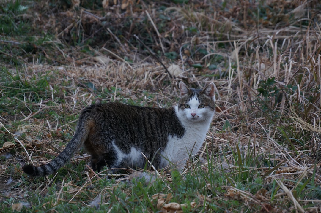 Pourquoi un chat vomit Les vraies causes révélées par la science