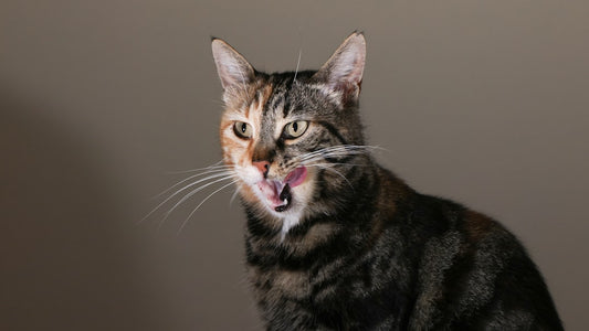 Pourquoi mon chat m'attaque soudainement selon la science
