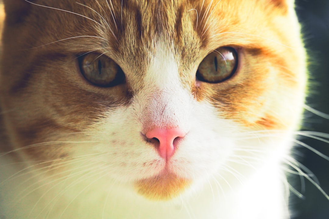 Cuántos dura un gato según la ciencia y la genética