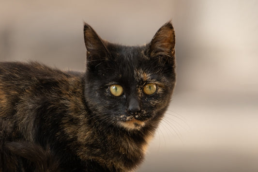 Mystère scientifique : Pourquoi les chats fuient les concombres