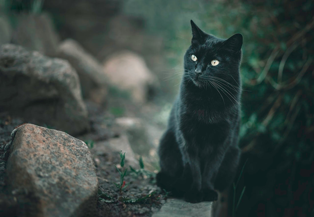 Un chat noir assis sur un rocher dans les bois - Signification des rêves avec des chats.