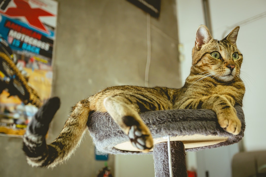 Pourquoi mon chat boit beaucoup Les explications scientifiques