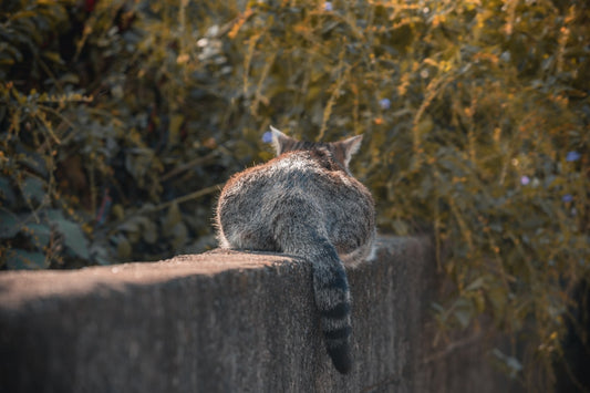 Pourquoi les chats nous lèchent selon la science comportementale