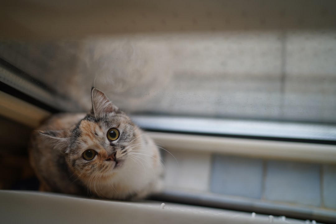 Hvorfor spiser katter gress En vitenskapelig forklaring