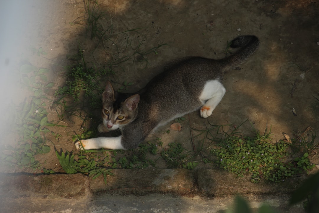 Ako dlho sa dožije mačka a čo ovplyvňuje jej vek