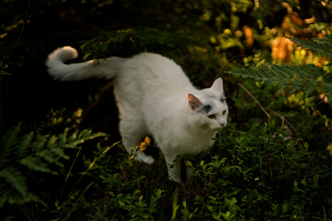 Pourquoi mon chat vomit ses croquettes selon la science