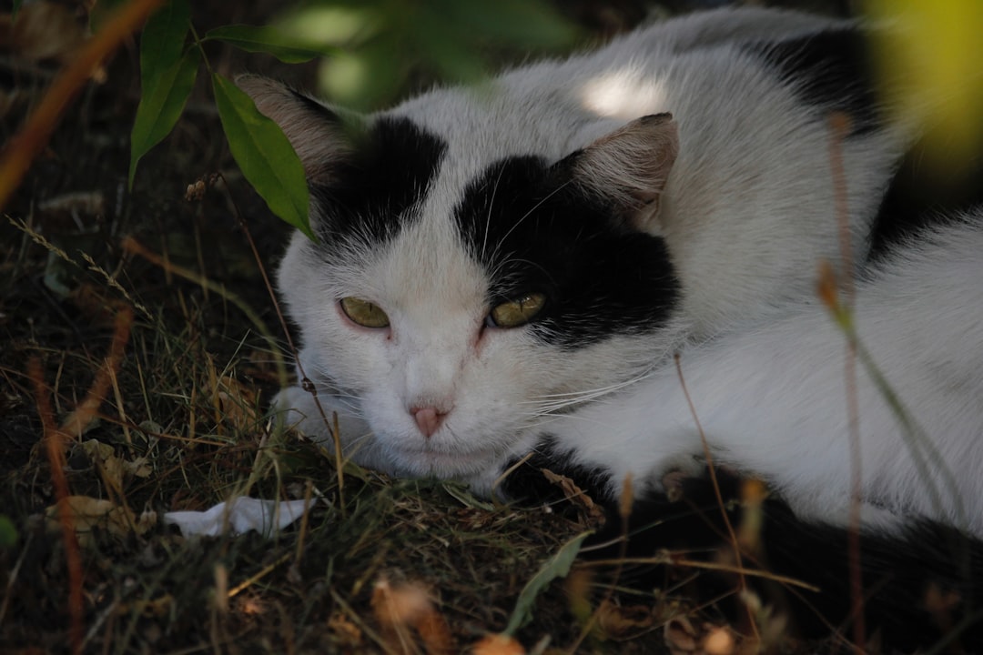 Katze rollig wie oft im Jahr Wissenschaftliche Fakten erklärt