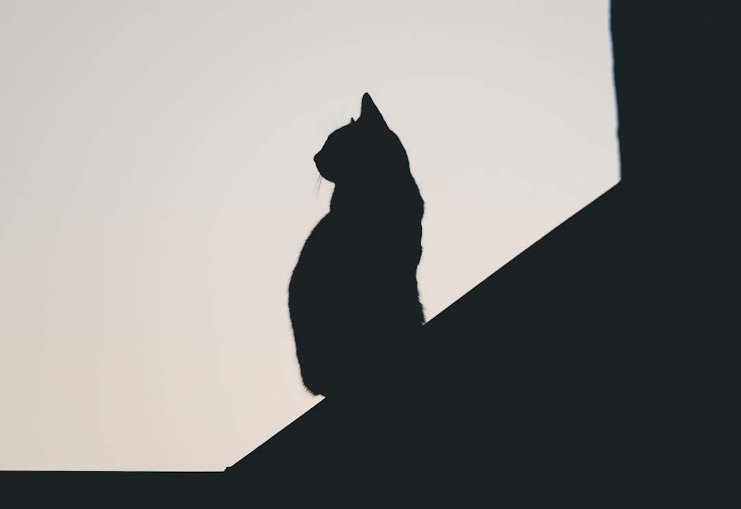 Pourquoi mon chat a des pellicules Les causes expliquées scientifiquement