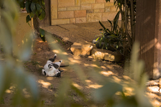 Pourquoi un chat miaule tout le temps selon la science