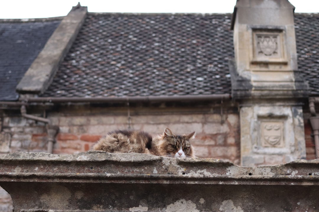 When to Get Sumo and Boogie Cat Based on Feline Science