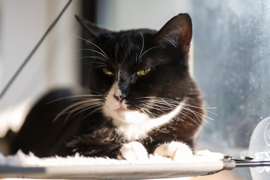 Hvorfor kaster min kat op En videnskabelig forklaring
