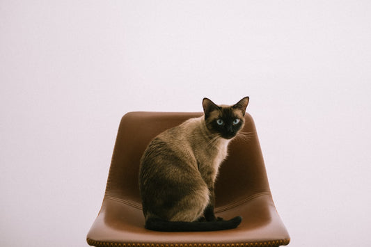 Pourquoi mon chat s'arrache les poils selon la science
