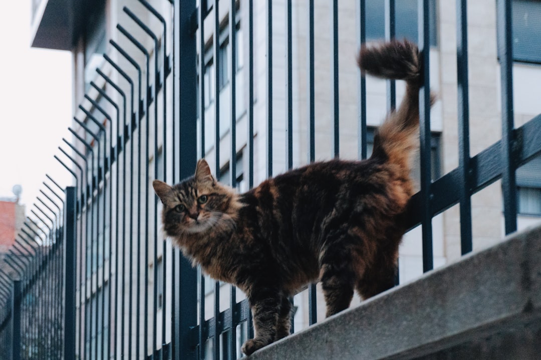 Pourquoi mon chat a la diarrhée Analyse scientifique complète