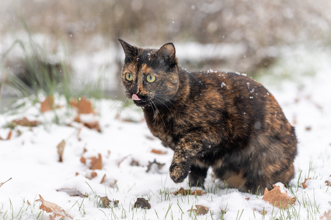 Les Mystères du Ronronnement chez les Chats Dévoilés