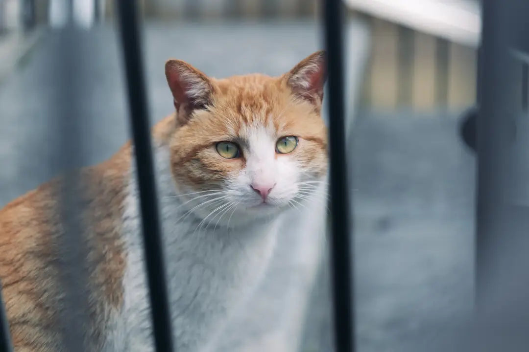 Chat orange et blanc derrière des barres, lié à la comida húmeda pour chats.