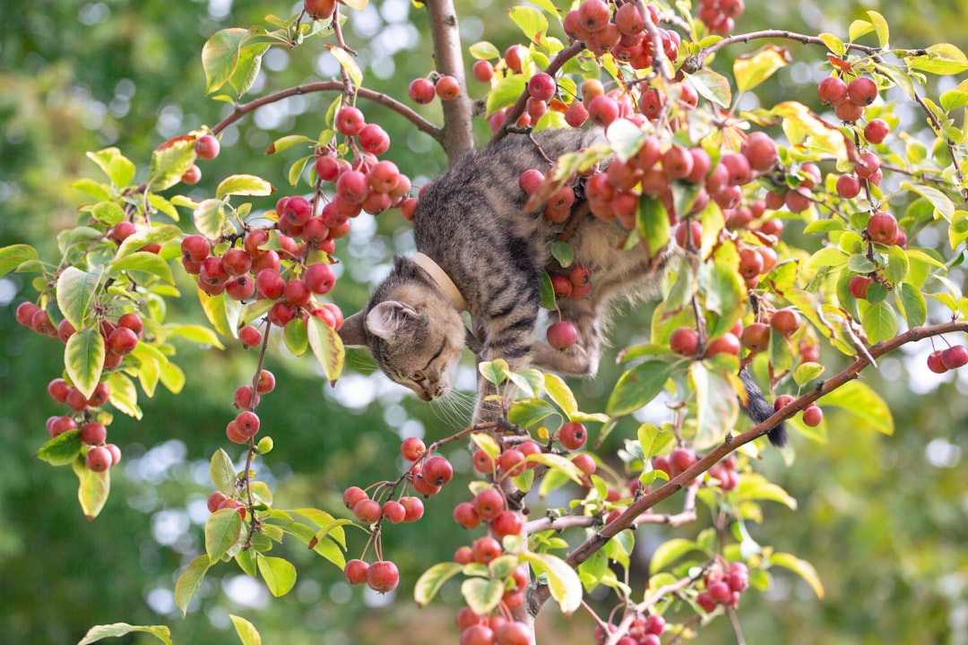 Décodage : Pourquoi mon chat mordille ma main ?