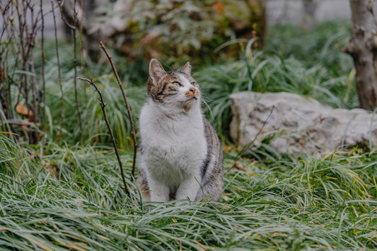 Décodage : Pourquoi les Chats Mordent en Caresse