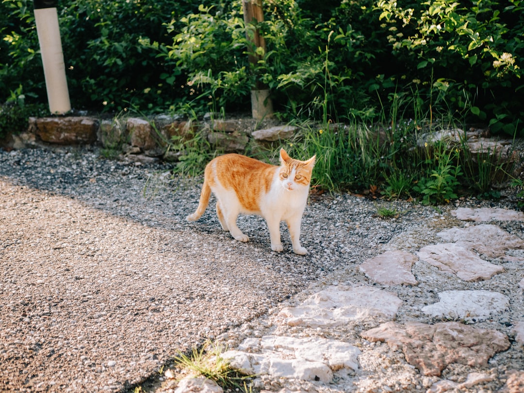 O gato comeu te a língua gaia e seus impactos neurológicos