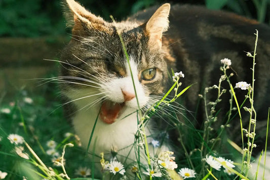 Chat tigré mangeant de l’herbe, un comportement lié à la perte de poils chez les chats.