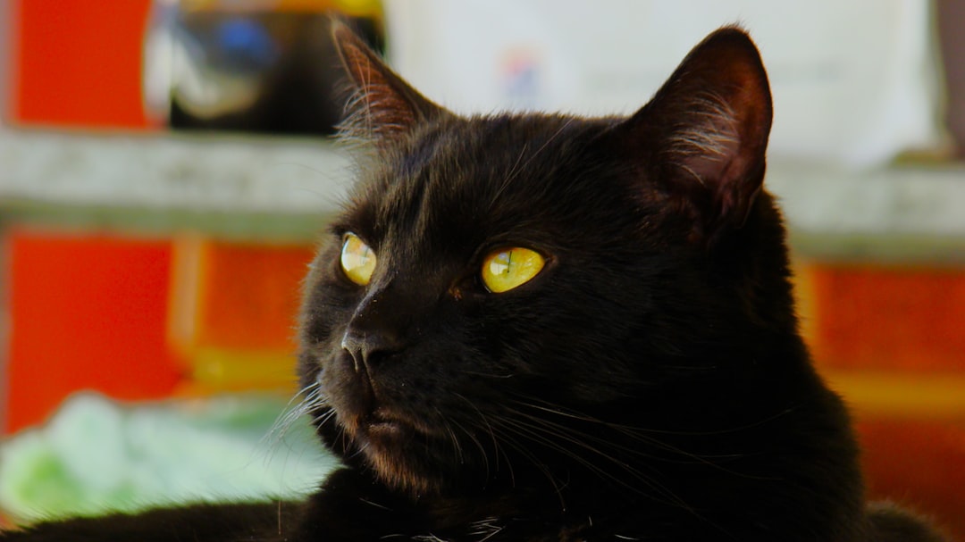 Pourquoi mon chat miaule sans raison Une explication scientifique