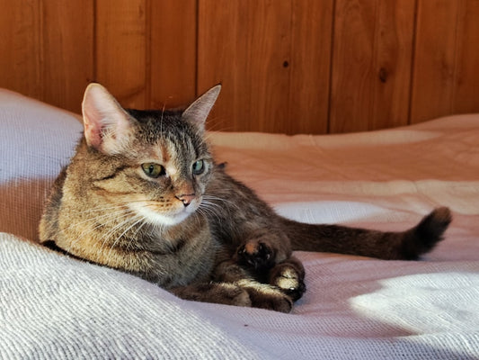 Pourquoi les chats patounent Explication scientifique étonnante