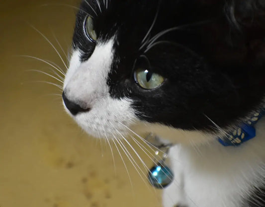 Chat noir et blanc avec un collier bleu, lié aux vomissements fréquents chez les chats.