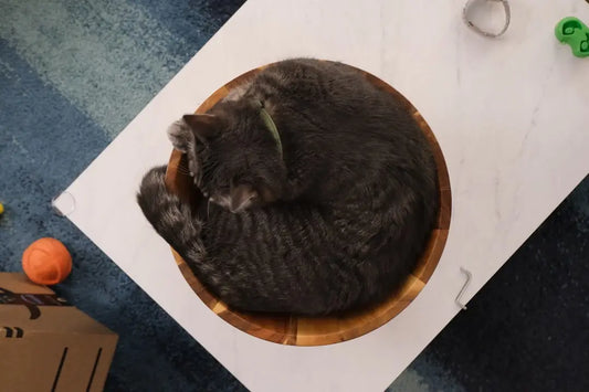 Chat gris enroulé dans un bol en bois, un moment tendre de chers félins adoptent.