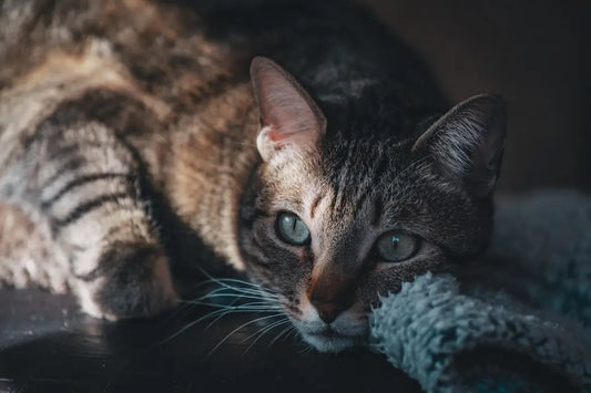 Tabby cat reposant, illustrant pourquoi mon chat gratte-t-il autour de sa gamelle.