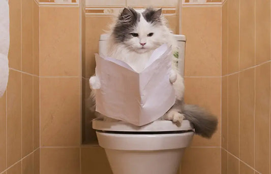 Chat lisant aux toilettes, une curiosité sur pourquoi il suit aux toilettes.
