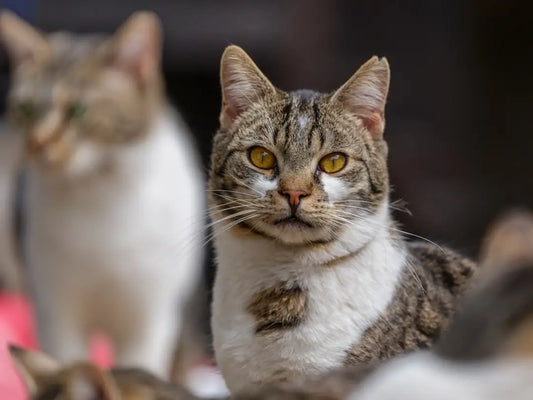 Chat tigré aux yeux jaunes illustrant les causes physiques des tremblements chez les chats.