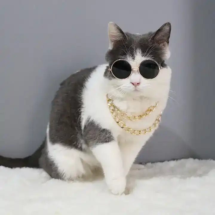 Pour le chat