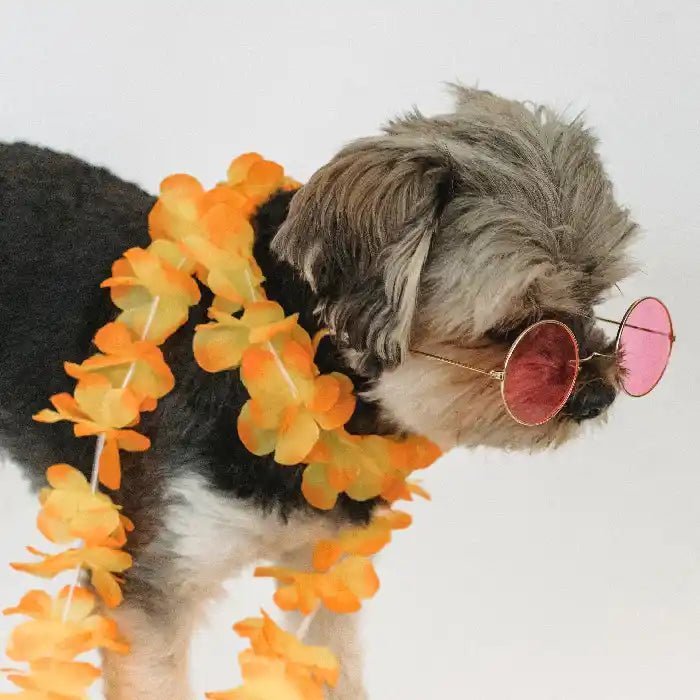 Pour le chien