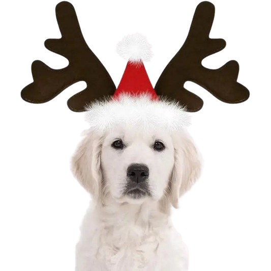 Chapeau pour Chien Renne de Noël Transparent Background