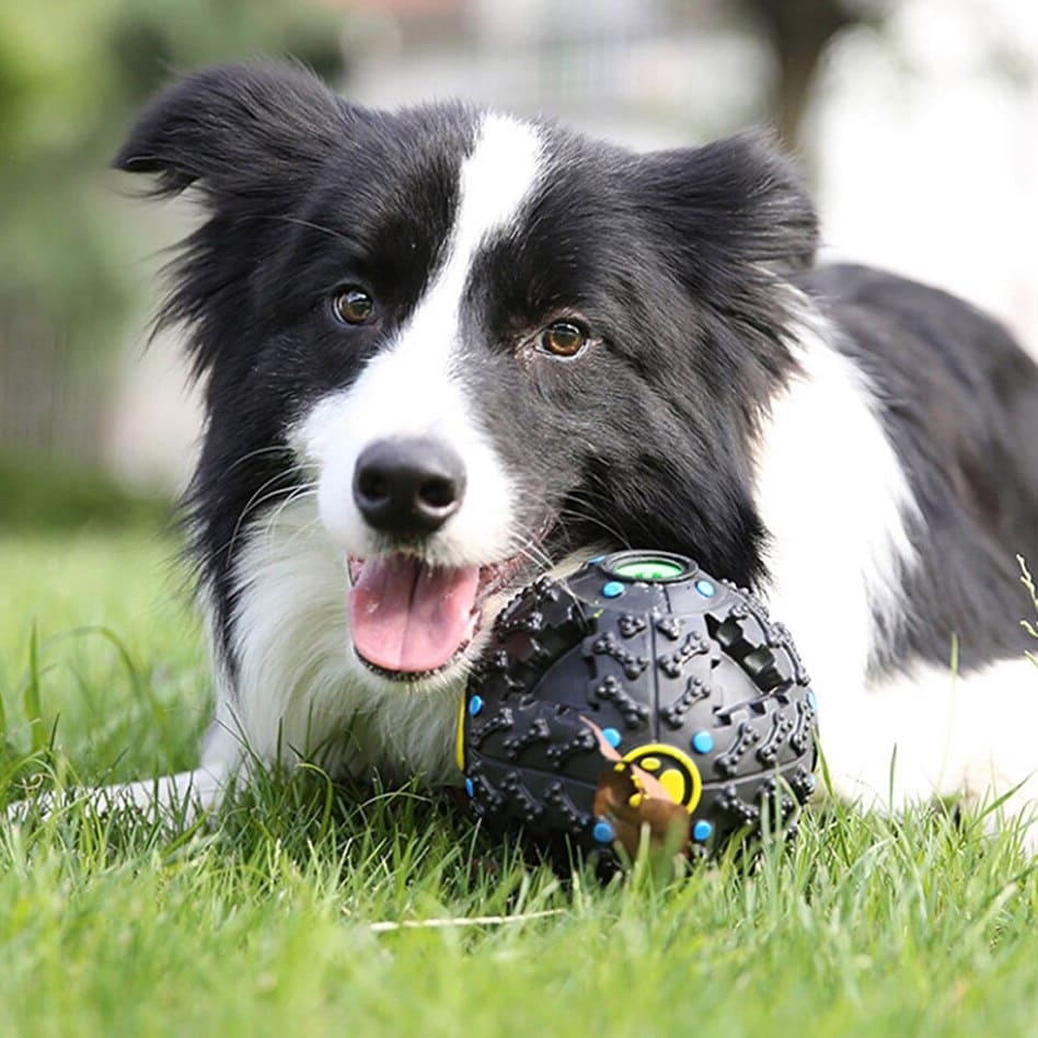 Balle pour friandises chien