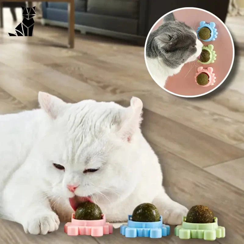 Chat mangeant de la nourriture dans un bol avec Wall Ball pour stimuler les intestins, accessoire herbe à chat